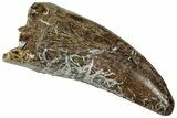 Fossil Dinosaur (Tyrannosaurus rex) Tooth - Montana #321297-1